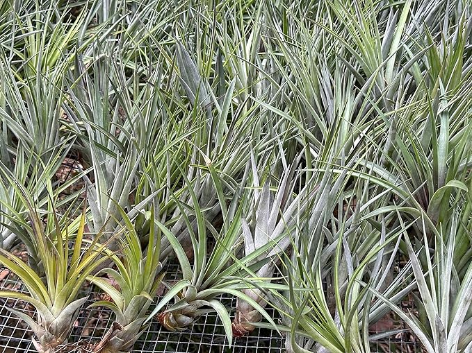 Air Plants - Tillandsia Fasciculata Tricolor, Large 4-6" - 5ct - Live Arrival Guaranteed - House Plants for Home Decor & Gift-PawvioPets