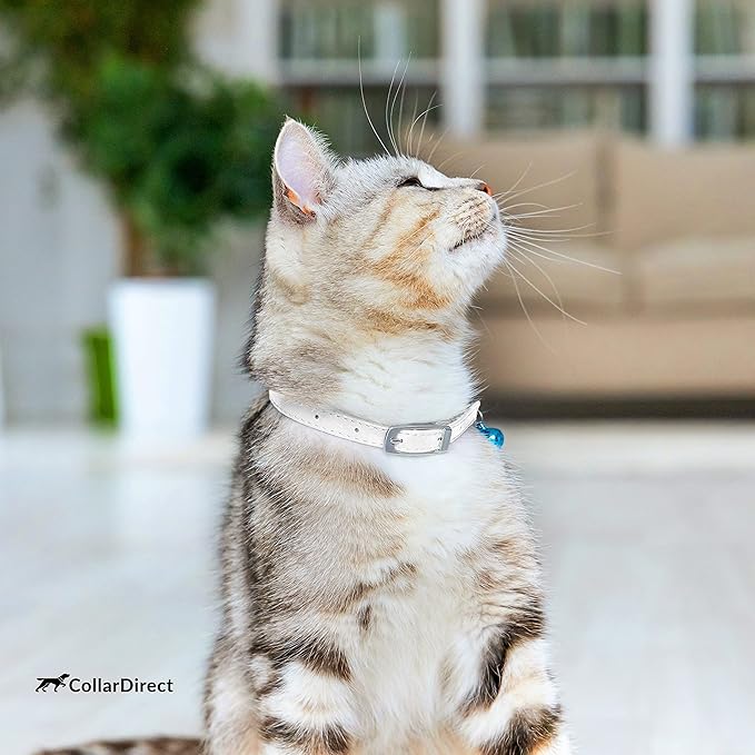 CollarDirect Leather Cat Collar, Kitten Collar with Removable Bell Black Blue Red Orange Lime Green (6-7 Inch, White)-PawvioPets