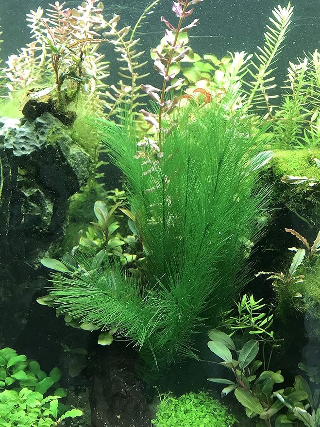 BEGONDIS Aquarium Decorations 5Pcs Fish Tank Artificial Green Water Plants Made of Silk Fabrics Plastic-PawvioPets