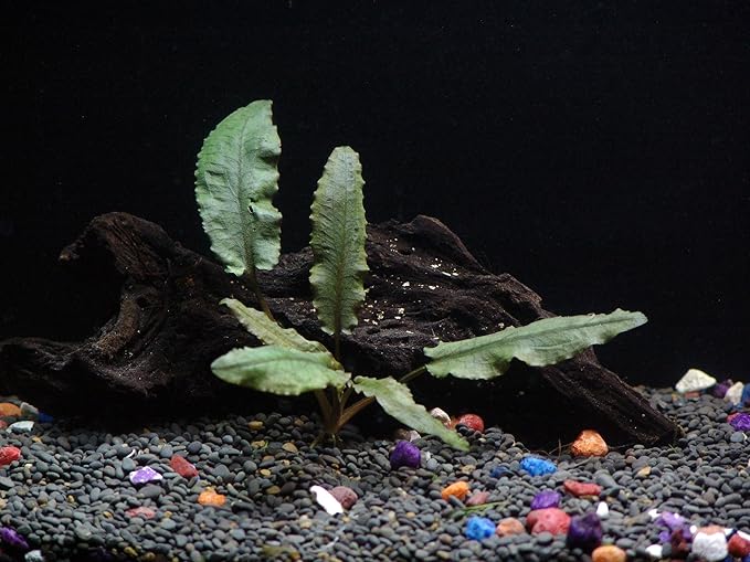6 Species Aquarium Plants Package - Java Fern (Microsorum), Anubias (Anubias Barteri), Hornwort (Ceratophyllum demersum), Swords (Echinodorus), Moneywort (Bacopa), Cryptocoryne Green (Cryptocoryne)-PawvioPets
