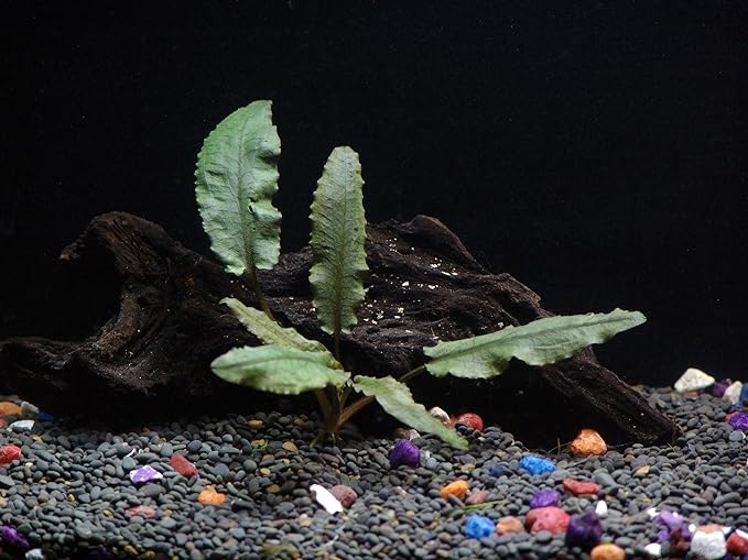 18 Plants Bundle / 6 Species Live Aquarium Plants Package - Microsorum, Amazon Sword, Anubias, Moneywort, Hornwort, etc. (75+ Gallon Aquariums)-PawvioPets