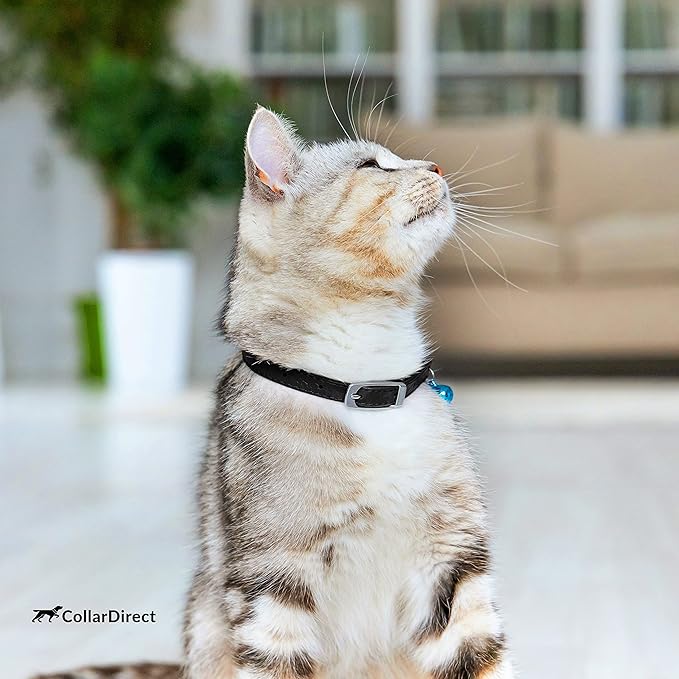 CollarDirect Leather Cat Collar, Cat Safety Collar with Elastic Strap, Kitten Strap with Bell Black Blue Red Orange Lime Green (6-7 Inch, Black)-PawvioPets