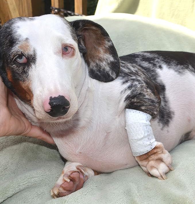 Basic Leg Bandages for Dogs, Cats and Other Pets First Aid Non-Adhesive Fur Friendly - Value 10 Pack (5 Standard, 5 Wide) by PawFlex (XXX-Small)-PawvioPets