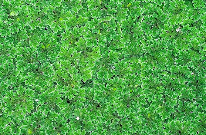 Azolla caroliniana 20 + Plants Live Floating Pond Plant Mosquito Fern Water Velvet Fairy Moss Aquarium Outdoor Ponds Fast Growth Outcompetes Algae Fish Food filiculoides-PawvioPets