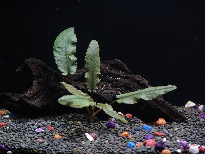 30+ Stems - 8 Species - - Anacharis, Amazon, Rotala, Ludwigia and More!-PawvioPets