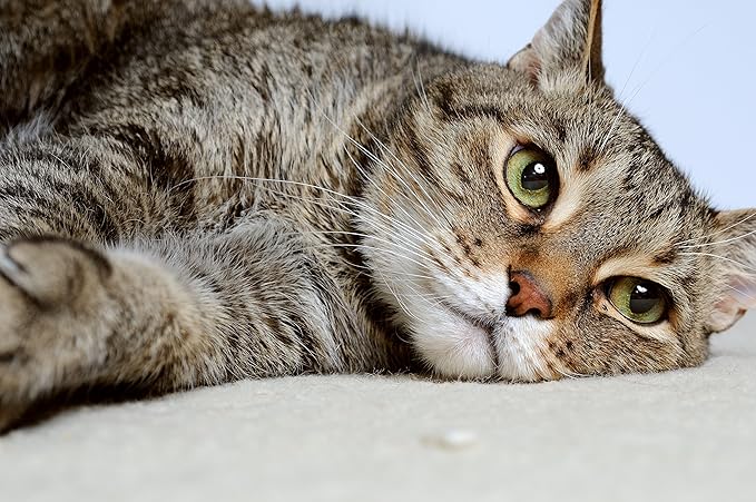 DrFormulas Nexabiotic Probiotics for Cats Powder | Treats Diarrhea for Pets with Saccharomyces Boulardii Lactobacillus Acidophilus, Best Probiotics Supplement for Digestive Health 30 Capsule-PawvioPets