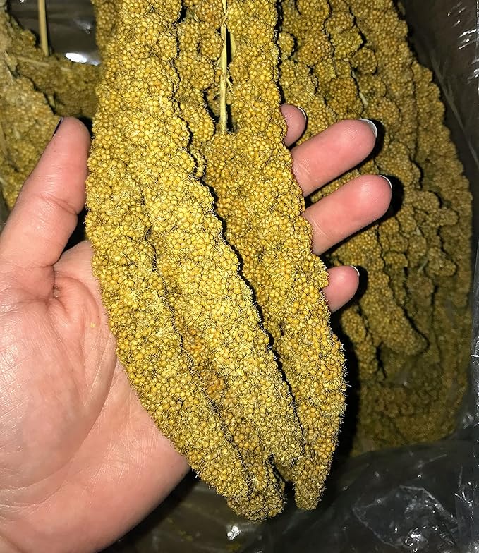 Birds LOVE Economy & Thin Special Spray Millet GMO-Free (No Stems Only Edible Tops) for Birds Cockatiel Lovebird Parakeet Finch Canary All Parrots Healthy Treat - 25lbs-PawvioPets