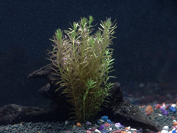 30+ Stems - 8 Species - - Anacharis, Amazon, Rotala, Ludwigia and More!-PawvioPets