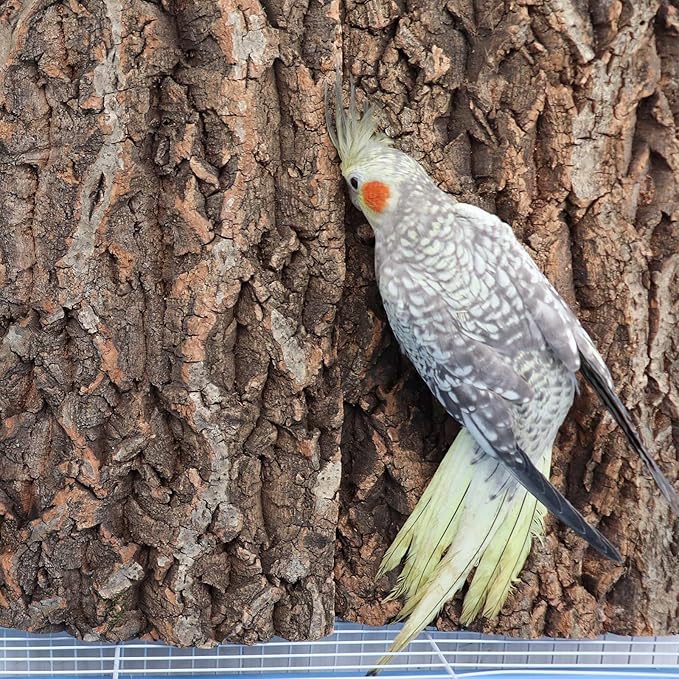 4 Pack Natural Cork Bark Bird Perch Stand, 15.7 × 11.8 inch Parrot Chewing Toys, Birdcage Background Decor Accessories, Bark Toy for Budgie Parakeet Cockatiel Lovebirds Conures Hamster Guinea Pig Rat-PawvioPets