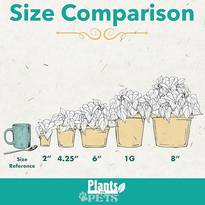 Essential Houseplant Collection (3PK) Live Plants Indoor Plants Live Houseplants in Plant Pots, Easy House Plants Indoors Live, Snake Plant, Pothos in Potting Soil, Clean Air Plants by Plants for Pets-PawvioPets