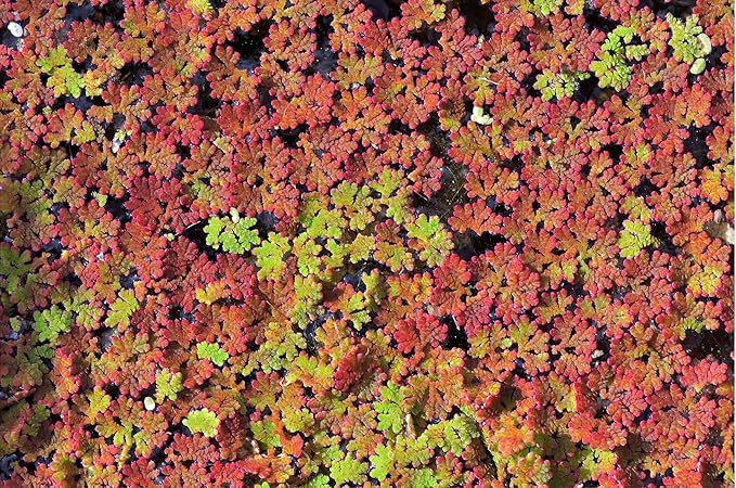 Azolla caroliniana 20 + Plants Live Floating Pond Plant Mosquito Fern Water Velvet Fairy Moss Aquarium Outdoor Ponds Fast Growth Outcompetes Algae Fish Food filiculoides-PawvioPets