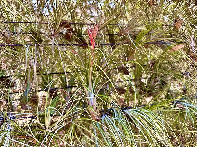 Air Plants - Tillandsia Juncea, Jumbo 8-12" - 5ct - Live Arrival Guaranteed - House Plants for Home Decor & Gift-PawvioPets