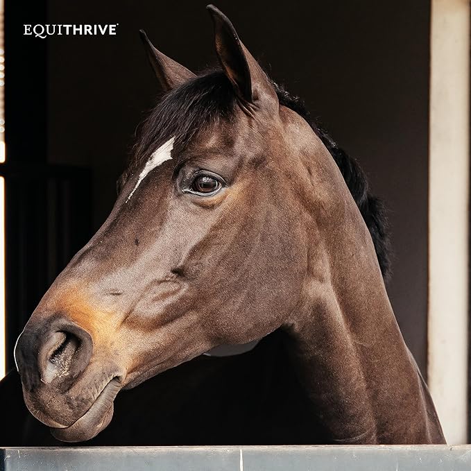 Equithrive Original Joint Supplement Powder with Resveratrol and Hyaluronic Acid for Horses, Equine Care, Molasses Flavor, 2 lbs-PawvioPets