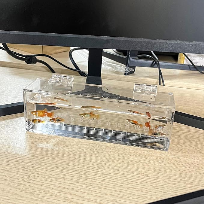 Fish Viewing Box Container with Lid and Scale, Acrylic Portable Fishing Mini Aquarium, Small Fish Breeder Hatching Boxes, Safe Tank Case for Breeding Egg Photo Isolation Outdoor Indoor-PawvioPets