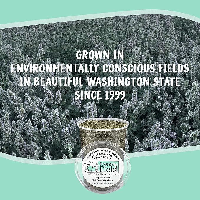 from The Field | Fine Ground Stalkless Catnip | Premium USA-Grown Catnip for Toys & Playtime | Fresh, Potent, Non-Toxic, Eco-Friendly | Safe for Kittens & Cats | Resealable 6 oz Tub-PawvioPets