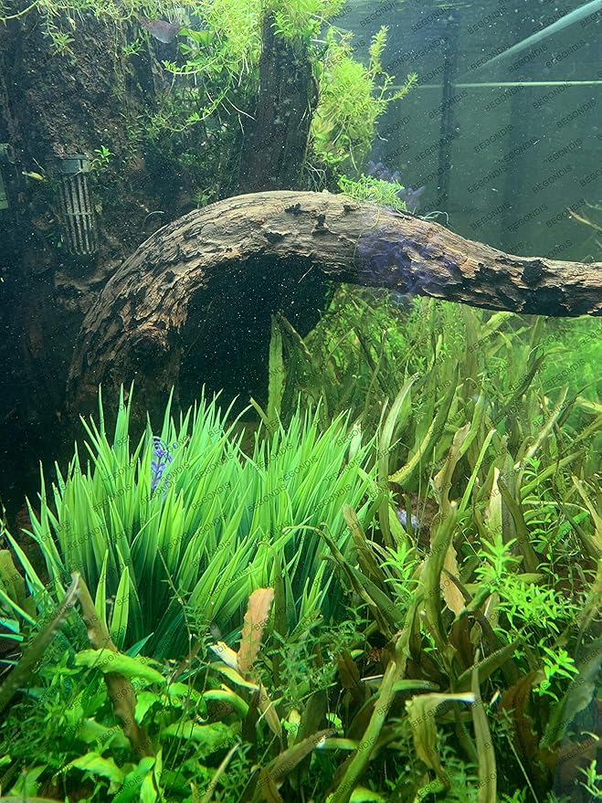 BEGONDIS 2Pcs Aquarium Decorations Fish Tank Artificial Green Water Plants Made of Soft Fabrics Plastic-PawvioPets