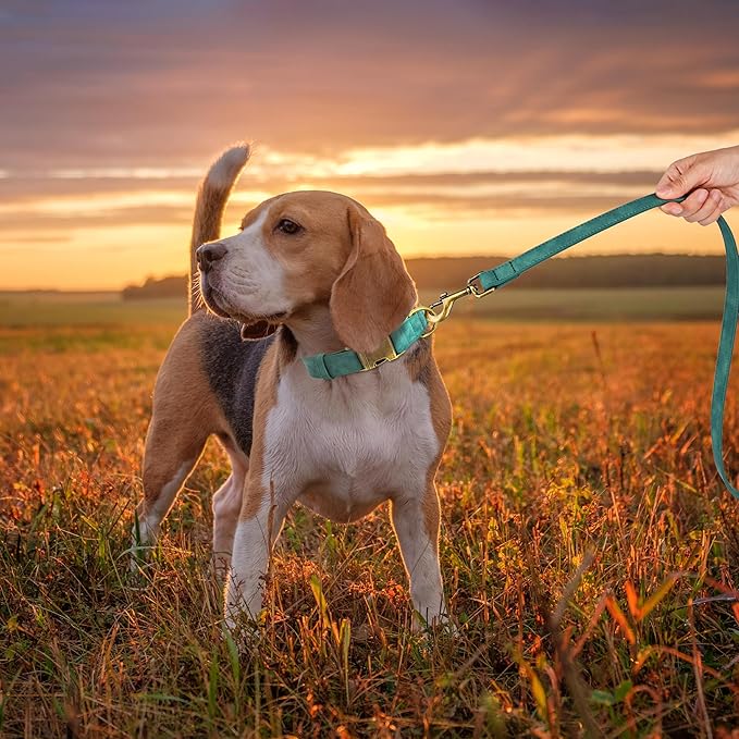 Didog Soft PU Leather Dog Collar, Stylish Quick Released Dog Collars for Medium Dogs, Easy Clean Adjustable Pet Collar for Daily Walking, Green, M Fit 13-21" Neck-PawvioPets