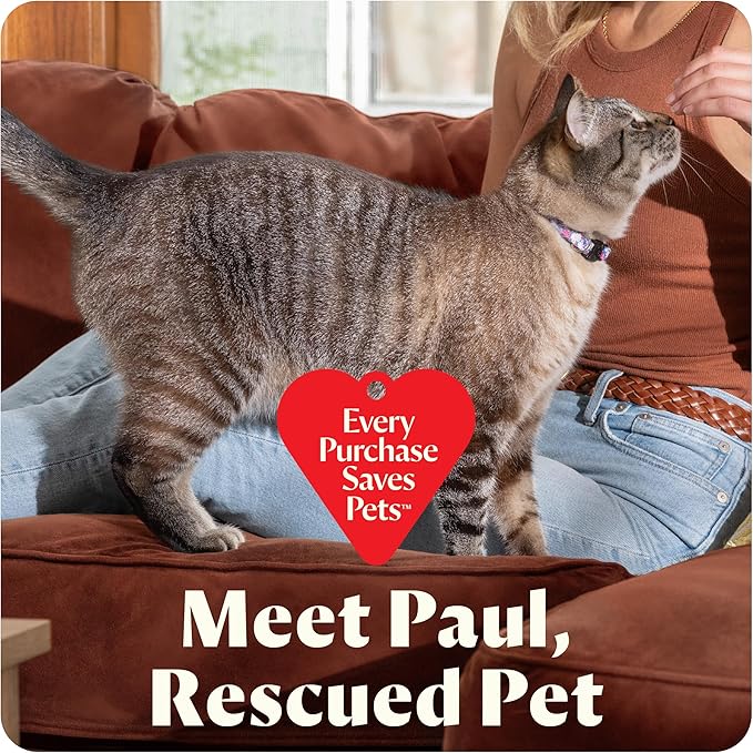 Bissell Little Green Mini Portable Carpet and Upholstery Deep Cleaner, Car/Auto Detailer, with HydroRinse Self-Cleaning Tool and 4" Tough Stain Tool, Limited Edition Color Dusk Pink, 4075L-PawvioPets