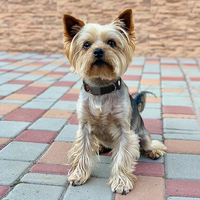 AirTag Dog Collar for Small Medium Large Breed - Adjustable Cute Pattern Dog Collar with Airtag Holder - Soft Leather Tracker GPS Apple Air Tag Pet Collars (X-Small, 9"-12" Neck Fit, Leopard)-PawvioPets