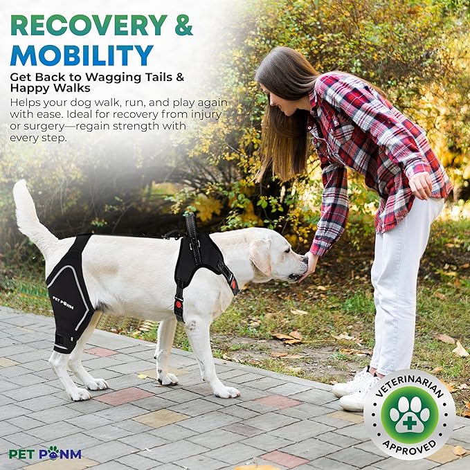 Comfortable Dog Knee Brace for Both Hind Legs with Harness - for ACL Tear, Luxating Patellae, Osteoarthritis & Instability - for Recovery & Injury Prevention in Active/Aging Dogs - (Medium)-PawvioPets