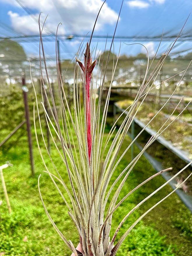 Air Plants - Tillandsia Juncea, Jumbo 8-12" - 1ct - Live Arrival Guaranteed - House Plants for Home Decor & Gift-PawvioPets