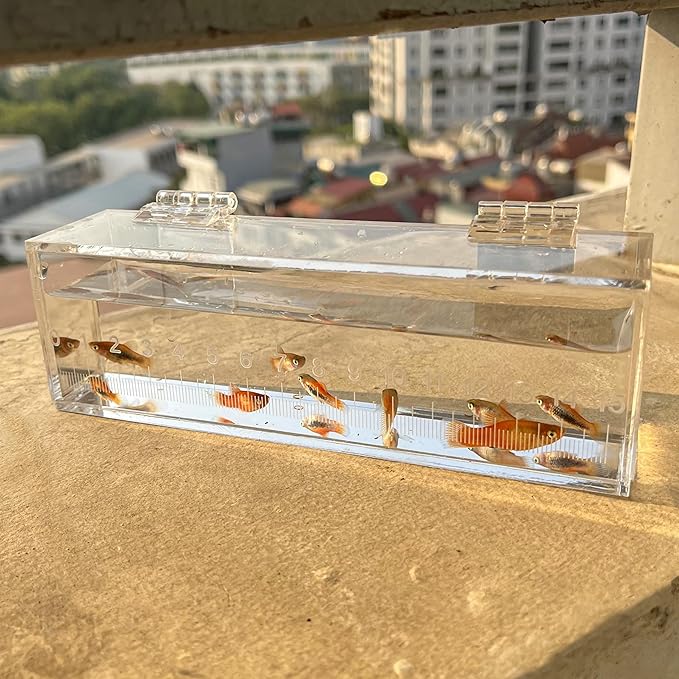 Fish Viewing Box Container with Lid and Scale, Acrylic Portable Fishing Mini Aquarium, Small Fish Breeder Hatching Boxes, Safe Tank Case for Breeding Egg Photo Isolation Outdoor Indoor-PawvioPets