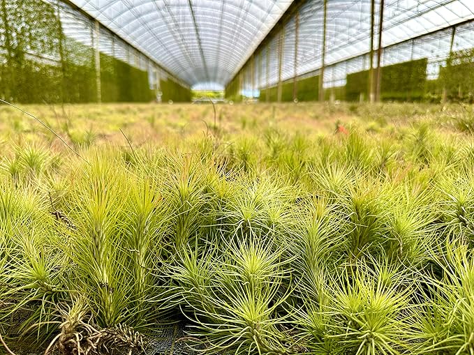 Air Plants - Tillandsia Funckiana, Large 5" - 3ct - Live Arrival Guaranteed - House Plants for Home Decor & Gift-PawvioPets