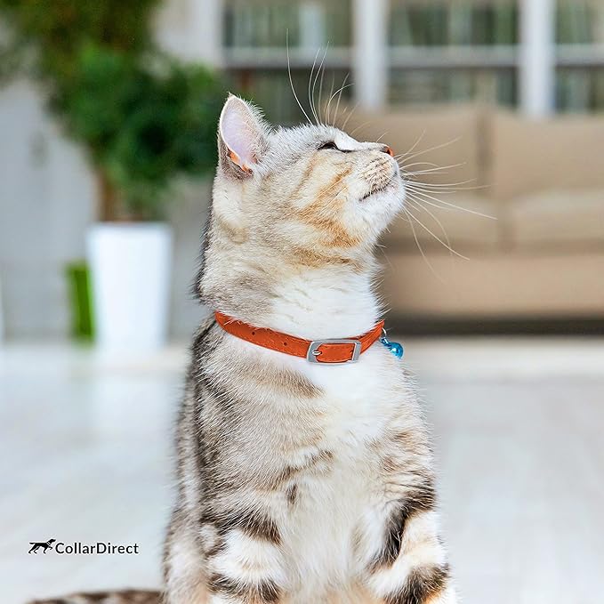 CollarDirect Leather Cat Collar, Cat Safety Collar with Elastic Strap, Kitten Collar for Cat with Bell Black Blue Red Orange Lime Green (Neck Fit 6"-7", Orange)-PawvioPets
