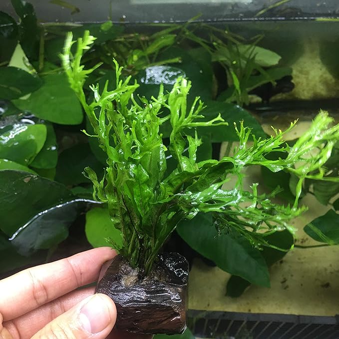 Anubias, Java Fern, Moss and more! Freshwater Live Aquarium Plants on Driftwood for Aquatic Tropical Fish Tank Decorations - Easy for Beginner by Greenpro (Java Fern Windelov)-PawvioPets