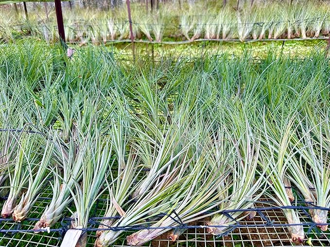 Air Plants - Tillandsia Juncea, Jumbo 8-12" - 5ct - Live Arrival Guaranteed - House Plants for Home Decor & Gift-PawvioPets