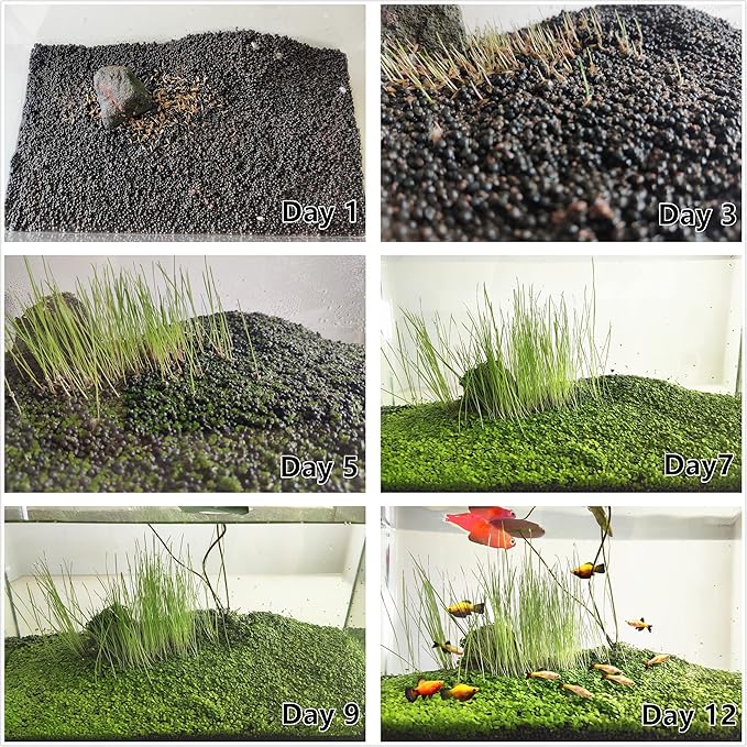 4 Pack Aquarium Plant S.e.e.ds, no Artificial Plastic Plant, Fish Tank Live Grass for All Substrate (0.36ozTiny+0.36oz Long+0.36oz Short+0.36oz Big Dual) ZQV-005-PawvioPets