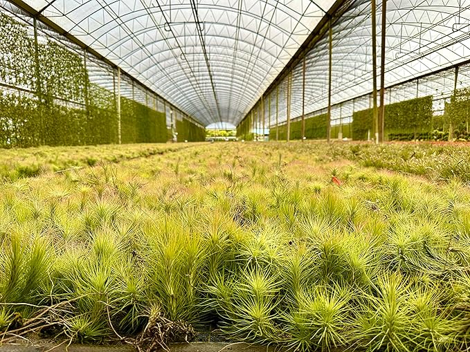 Air Plants - Tillandsia Funckiana, Large 5" - 5ct - Live Arrival Guaranteed - House Plants for Home Decor & Gift-PawvioPets